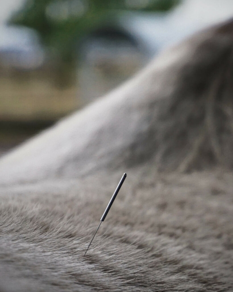 dry needling