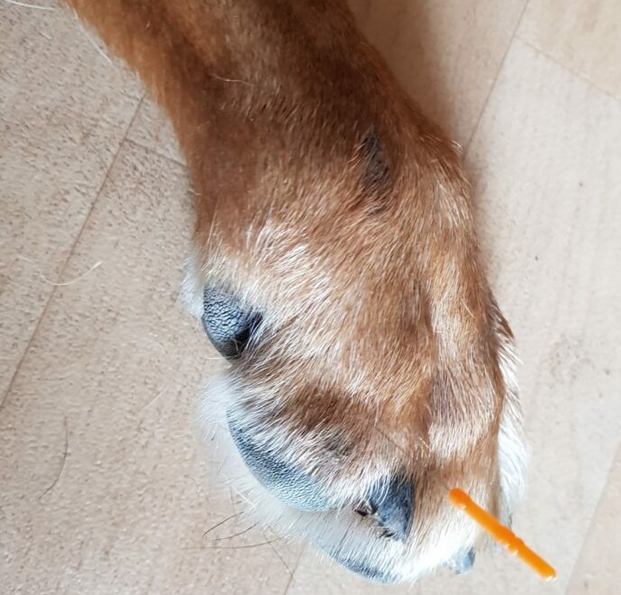 Dry Needling - Tierärztlichen Praxis für Osteopathie